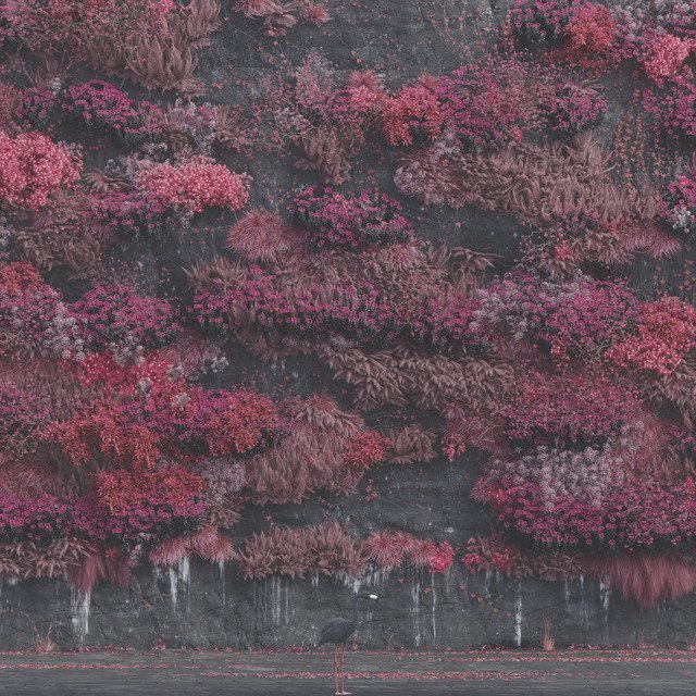 Cover of Even In Arcadia