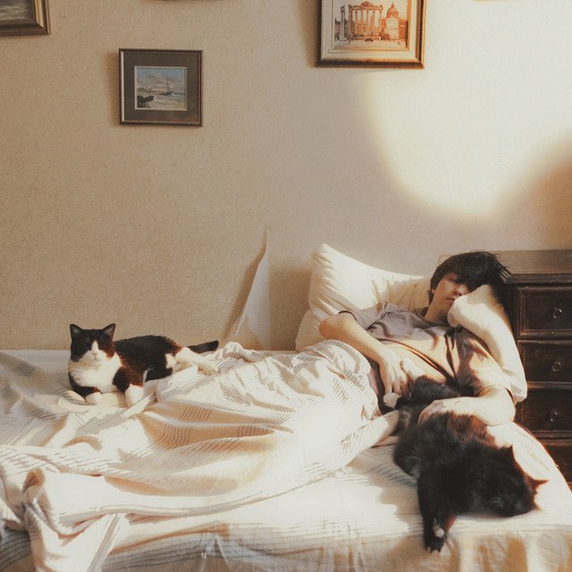 Cover of Песня про кота