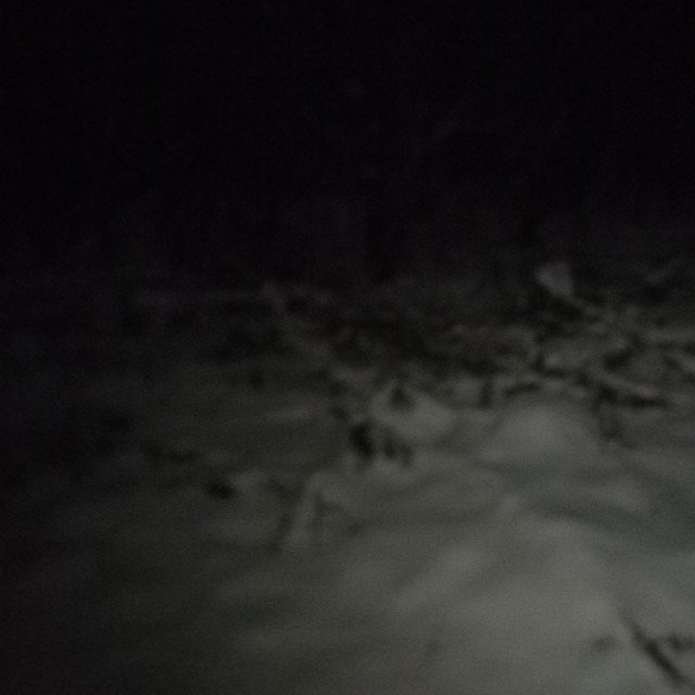 Cover of Деревья, сгнившие до ствола